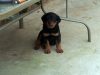 pups3-georgia-rottweilers