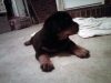 puppy3-georgia-rottweilers