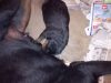 puppy4-georgia-rottweilers