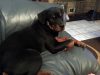 georgia-rottweilers-puppy-on-couch